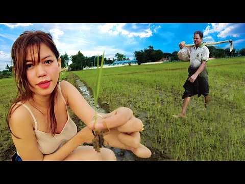 Farming Rice in Burma