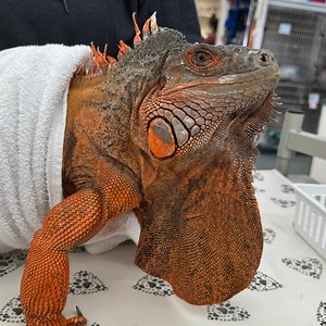 65K views · 979 reactions | Rocky the iguana is filled with eggs -...