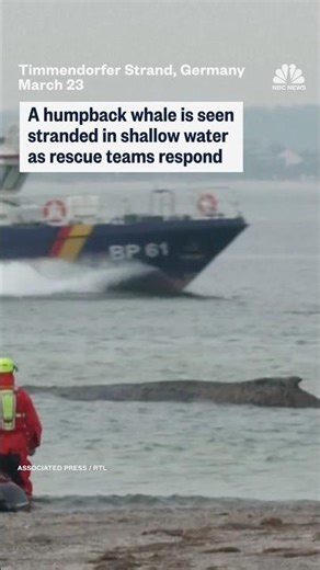A humpback whale is seen stranded in shallow water as rescue teams respond