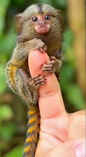 😳 Meet the World’s Smallest Monkey! 🐒 (Smaller Than An Apple)