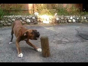 barking boxer puppy