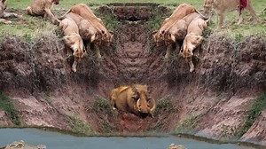 KİNG LİON vs CROCODİLE Real Fight ►► Crocodile Take Down Lions Steal Warthog When Crossing River | Animal Life Is Awesome