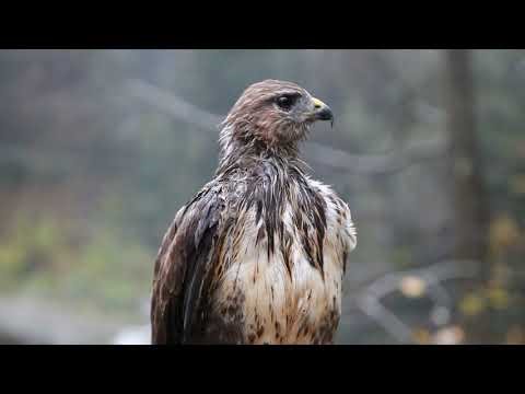 High Quality Animals Video – Perfect for Relaxation and Study