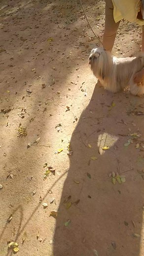 1.8K views · 3 comments | https://www.facebook.com/profile.php?id=100063707044360 Lhassa Apso joli chien de concours , séance de préparation et d'entraînement pour bien se présenter devant le juge | Educateur Canin Roland Galéa à domicile et en extérieur cours personnalisés | Facebook