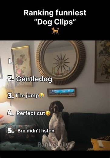 The Funniest Dog Clips That Will Make You Laugh