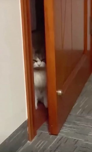 Mad Cat TikTok Compilation - Funny & Cute Cat Reactions