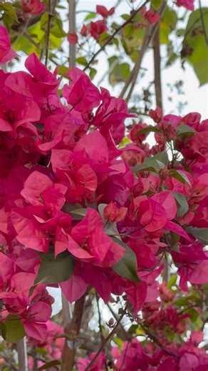 Bloomwith grace, like spring after a long winter 🌸🌿✨ #springseason….👌