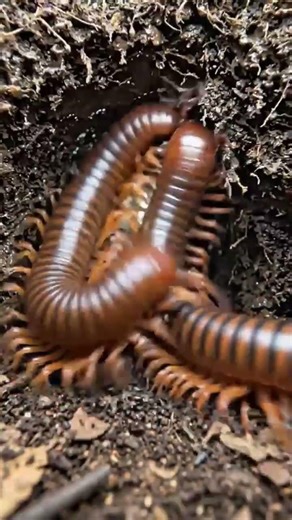 Millipede POV Fight 🐛 Underground Battle + Baby Nest Real Micro Cam #microcamera #historax