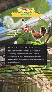 "white kelso cross golden boy sweater: Traits & characteristics." #manokreels #trendingreels #everyonefollowers #everyoneactive #trend #virals #everyone #followers | Rooster Epics 1.0