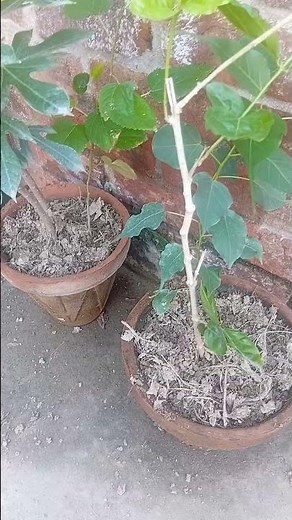 How to Make Compost at Home (Fast & Easy!)