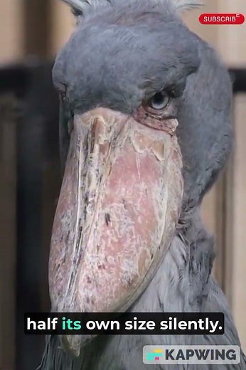 “The Shoebill Stork 🦅: The Terrifying Bird That Hunts Like a Dinosaur 🦖”