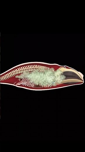 Can a Dead Whale Really Explode? The Dangerous Truth #facts #shorts