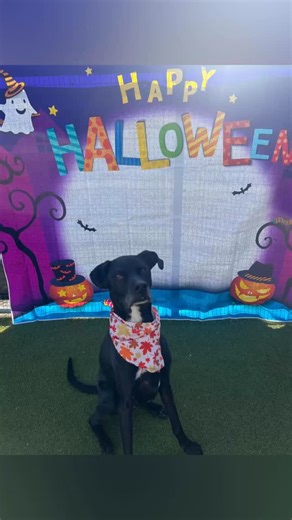 98 reactions · 27 shares | National Adopt a Shelter Dog is almost...