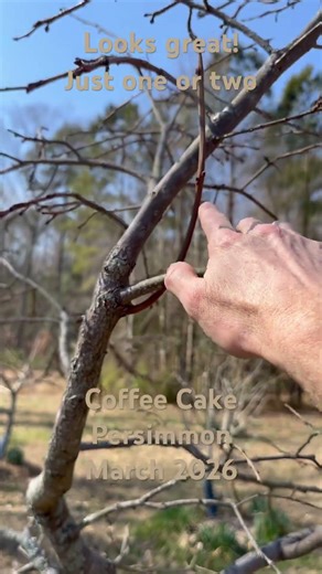 Coffee Cake #persimmon #orchard #garden #viral #shorts #tree #nature #fruitfarm #fruitorchard #2026