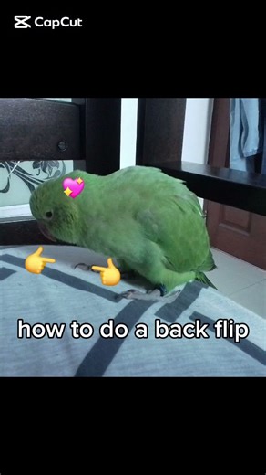 how to do a backflip #howtobackflip #bird #meme #ringneck