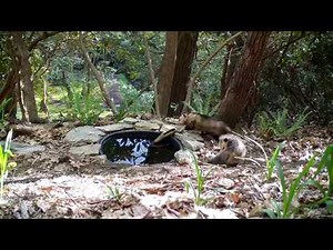 Serenity Moss Garden: Pair of breeding possums at the watering hole.