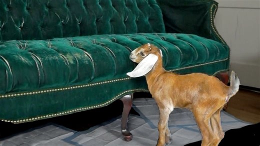 A baby goat proudly learns how to jump on the couch