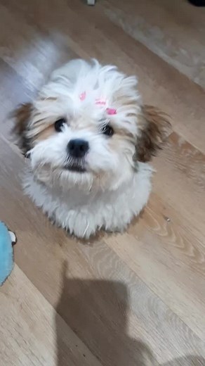 Andrea Cox on TikTok