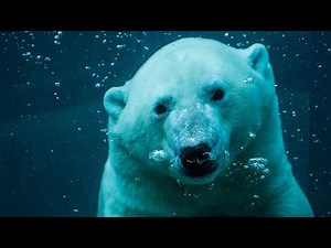 Facts: The Polar Bear