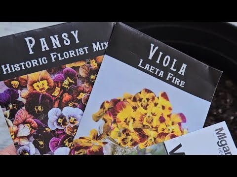 How to Start Violas and Pansies from Seed