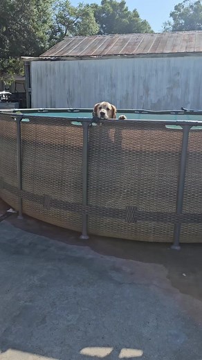 Golden Retriever Enjoys Fun Day in Pool