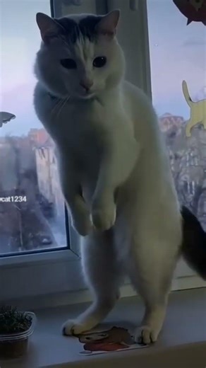 The cat is dancing #cat #funny #funnycats #funnycat #pets