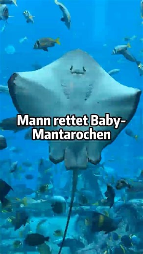 Mann rettet Baby-Mantarochen 🐠❤️ #tierrettung