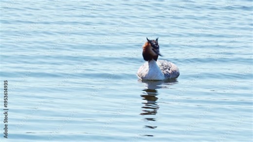 Great Crested Grebe (Podiceps cristatus) in the wetlands on the Somerset Levels, England