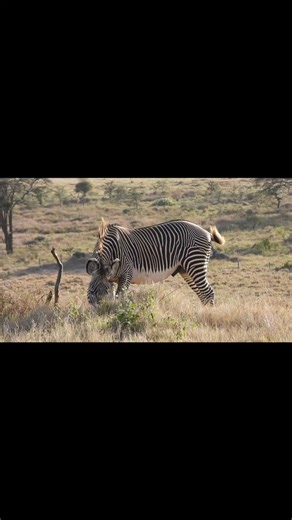 Not just a zebra — a rare one. 🦓✨ This is a Grevy’s zebra, an endangered species and a true treasure of Kenya’s wild spaces. Seeing one calmly grazing at Enasoit Conservancy was a reminder of how precious — and fragile — our wildlife really is. 👉 Follow for real safari moments and help spread awareness by sharing this sighting #GrevysZebra #EndangeredWildlife #SafariLife | Peter Muhoro Mbuthia