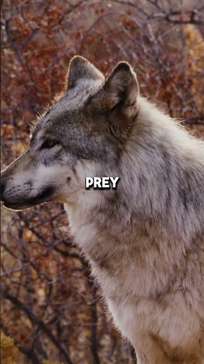 Wolves Hunt with Stares 🐺👁️ #wolves #wildlife #nature #science