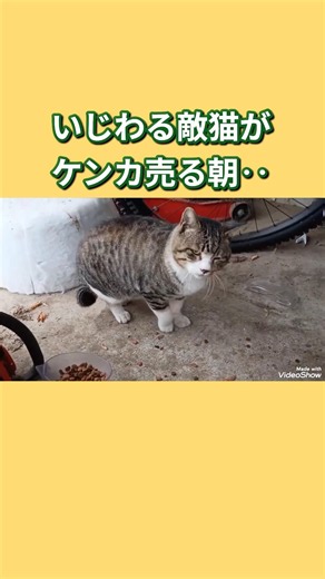 いじわる敵猫がケンカ売る朝‥#Shorts野良猫
