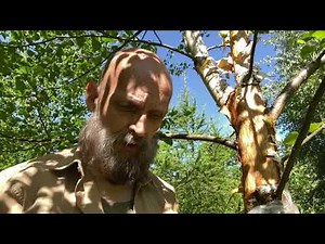 Healing a damaged tree