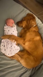 47K views · 2.8K reactions | Loving dog meets the newborn baby 殺 | Pets Story | Facebook