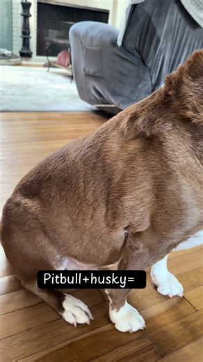 Explore the Pitsky: The Perfect Pitbull-Husky Mix