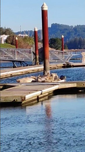 Harbor Seals Jumping of Docks #nature #ocean #nature