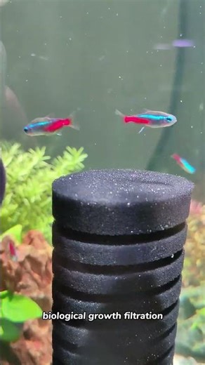 Perfect filter for shrimp and betta tank