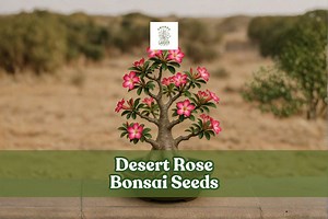 10 Desert Rose Bonsai Seeds | Adenium Obesum, Multicolor Blooms - Etsy