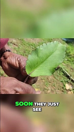 Miracle Leaf: Witness New Life Instantly Growing from the Leaf Of Life!