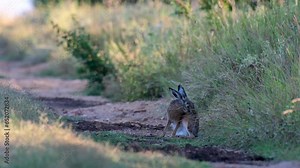 European hare Lepus europaeus, also known as the brown hare. The animal stretches and hits the ground with its paws. The hare is resting.