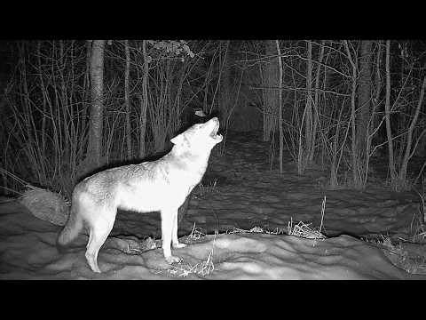 Wolf Howling at Night, Pack Responds | Eurasian Grey Wolf Sounds