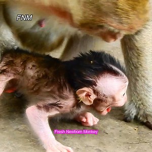 48K views · 2.8K reactions | OMG.... First time ever that fresh newborn screaming so loud like this, Fresh Newborn Monkey 5154 | Fresh Newborn Monkey | Facebook