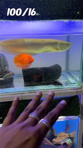 hundred day challenge, ka 16 day block, funny video #youtube #fish #blog