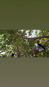 54K views · 445 reactions | Hang ten | Richard Branson | Facebook