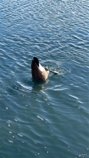 How Geese Play Bobbing for Apples! #goose #geese #birds #birdwatching #ahorts
