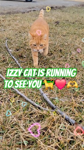 Izzy Cat Cannot Wait to Run to You (Whitney Houston) 😺🫶❤️