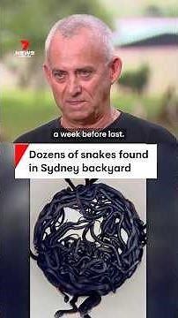 Dozens of red-bellied black snakes found in backyard in Horsley Park, Sydney