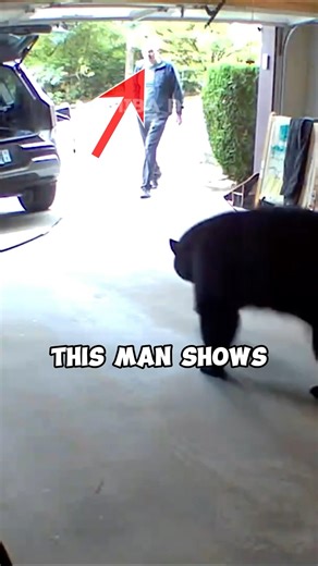 What to do during a Bear Encounter! (via: Alex Gold) #shorts #trending #viral
