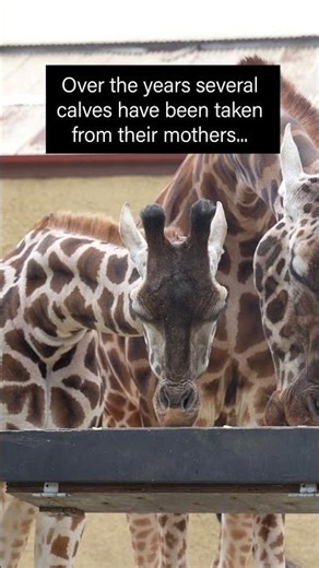 Giraffes taken from their mothers