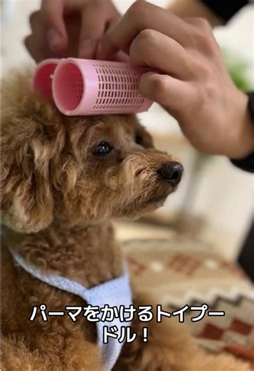 パーマをかけるトイプードル❗️ #トイプードル #おすすめ #トイプードルのいる暮らし #イッヌ #犬の居る暮らし