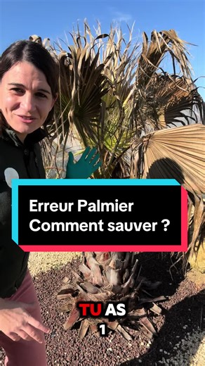 Erreur palmier il a gelé comment le sauver? Je te partage mes astuces et conseils jardin si tu as un palmier chez toi. #palmier #plants #vegetable #jardin #astuce